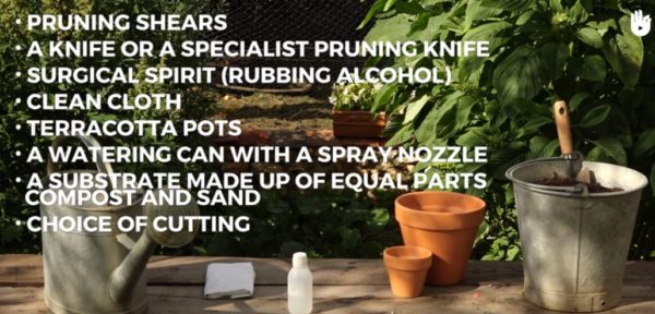 Taking Cuttings From Plants - list of supplies you'll need to properly take cuttings.