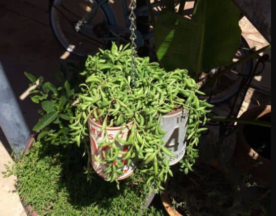 Hanging License Plate Planters are even more adorable.